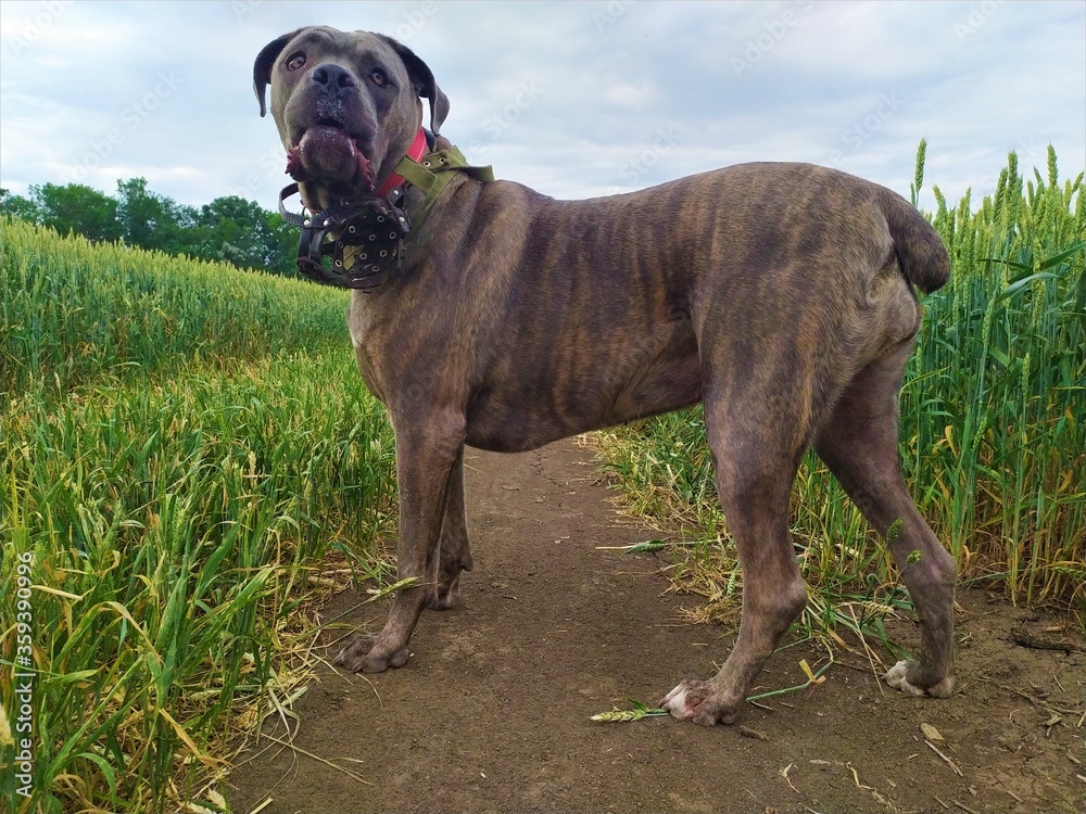 Mastiff dog on the path in the fild in summer