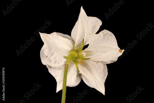 Potato (Solanum tuberosum). Flower Closeup