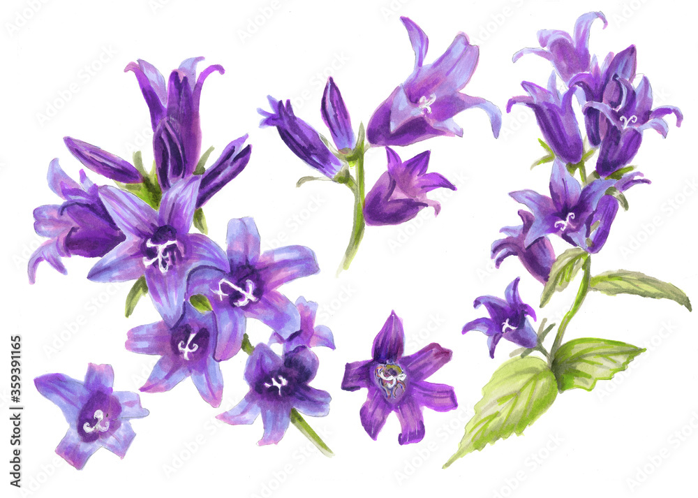 Watercolor set of Purple bells on a white background. Beautiful Botanical illustration. Collection of blue flowers for design and decoration, books. watercolor set of Campanula, hand drawing.