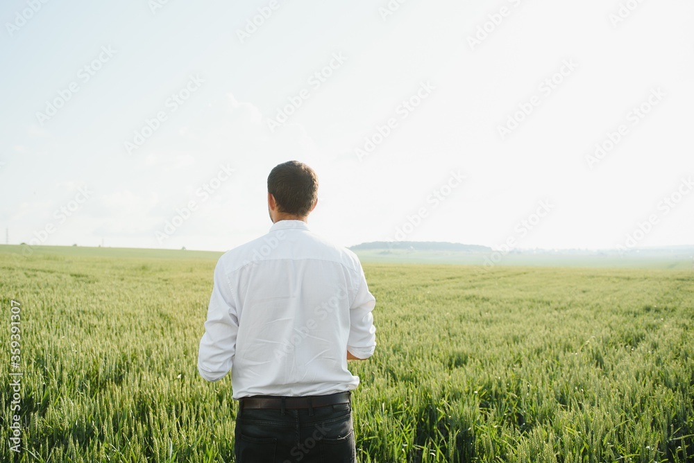 Agronomist farmer is inspecting ripening ears of wheat in field in warm summer sunset. Farm worker analyzing development of cereal crops.