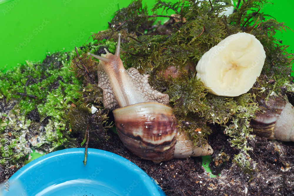 Achatina snail in home terrarium Stock-foto | Adobe Stock