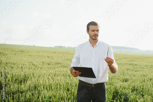 A young farmer in a wheat field checks the ripening of the crop. The concept of successful agriculture. Agronomist in a wheat field.