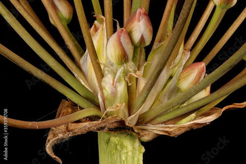 Flowering Rush (Butomus umbellatus). Inflorescence Detail Closeup photo