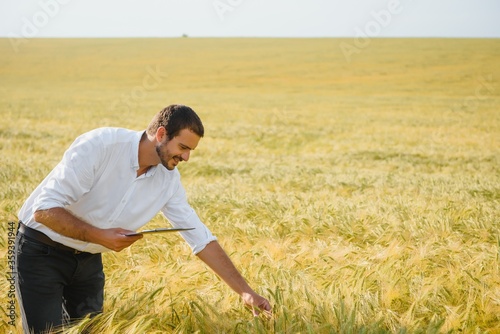 Wheat farmer and agronomist inspecting cereal crops quality in cultivated agricultural plantation field. Farm worker analyzing development of plants, selective focus.