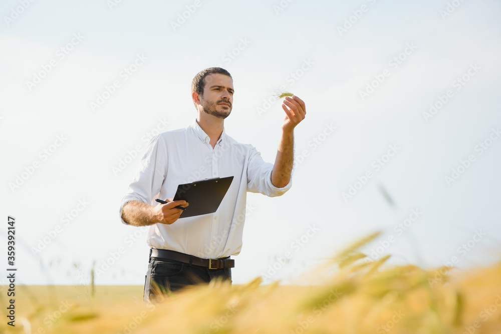 A young farmer in a wheat field checks the ripening of the crop. The concept of successful agriculture. Agronomist in a wheat field. A young farmer in a wheat field checks the ripening of the crop. The concept of successful agriculture. Agronomist in a wheat field.