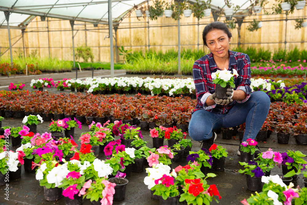 Skilled Latina florist examining potted petunia