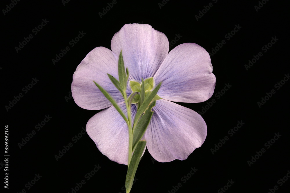 Perennial Flax (Linum perenne). Flower Closeup Perennial Flax (Linum perenne). Flower Closeup