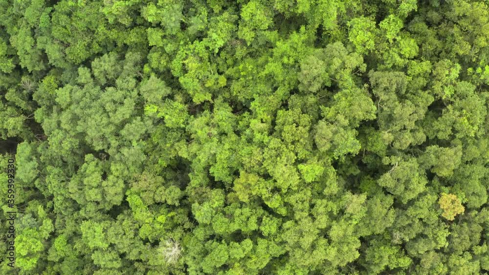bird eye view of green forest, top view of green tree