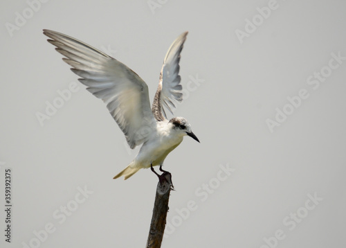 flying bird © kafu