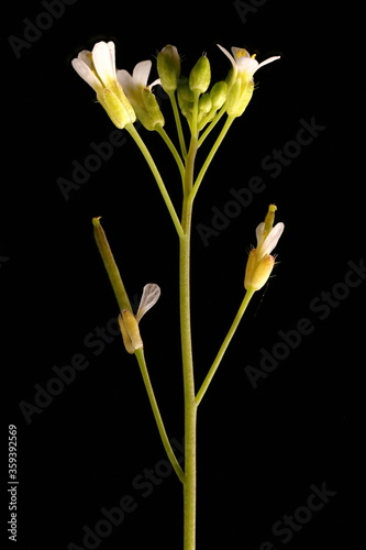Thale Cress (Arabidopsis thaliana). Inflorescence Closeup