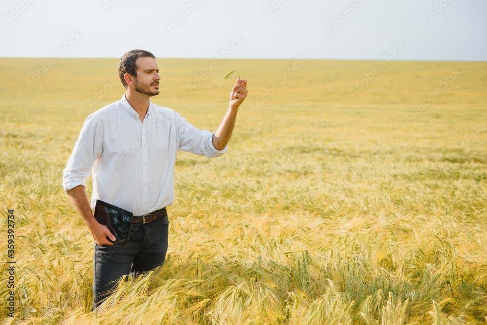 Agronomist farmer is inspecting ripening ears of wheat in field in warm summer sunset. Farm worker analyzing development of cereal crops. Agronomist farmer is inspecting ripening ears of wheat in field in warm summer sunset. Farm worker analyzing development of cereal crops.