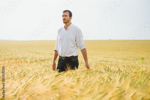 Wheat farmer and agronomist inspecting cereal crops quality in cultivated agricultural plantation field. Farm worker analyzing development of plants, selective focus.