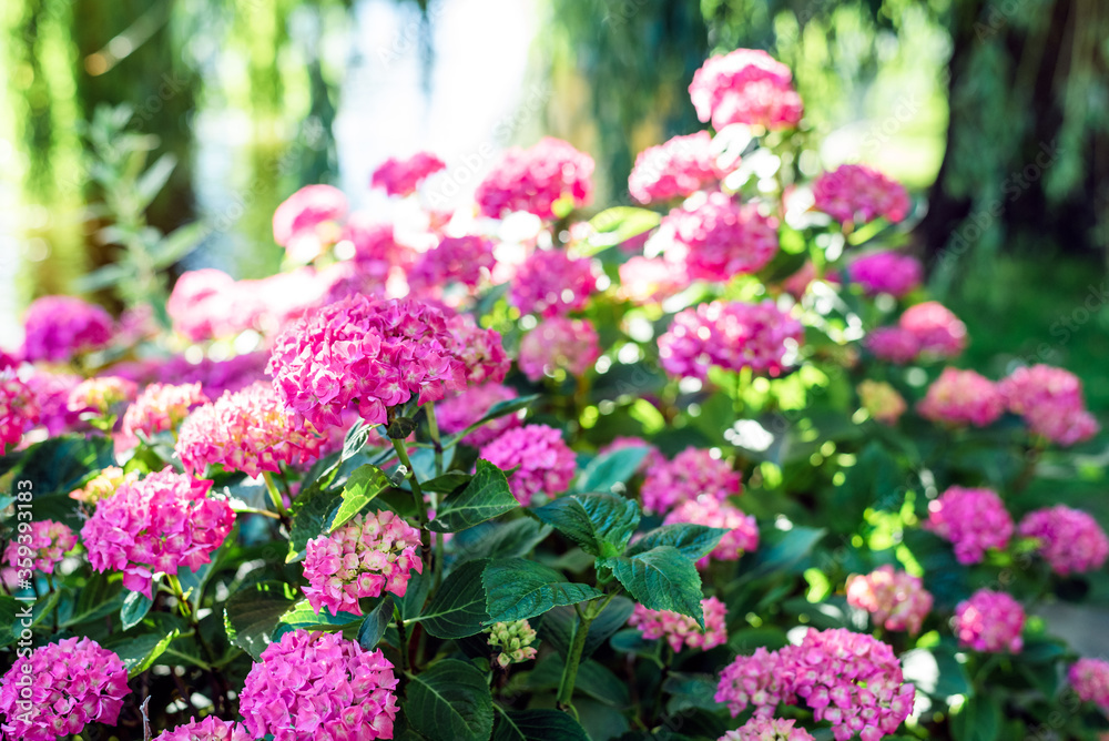 Hydrangeas bushes in full bloom in city park. Pink, lilac, purple bushes blooming in city park in summer. Hydrangeas bushes in full bloom in city park. Pink, lilac, purple bushes blooming in city park in summer.