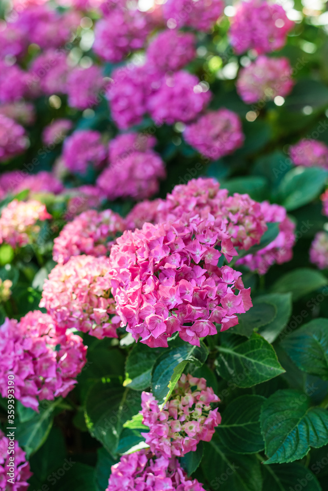 Hydrangeas bushes in full bloom in city park. Pink, lilac, purple bushes blooming in city park in summer. Hydrangeas bushes in full bloom in city park. Pink, lilac, purple bushes blooming in city park in summer.