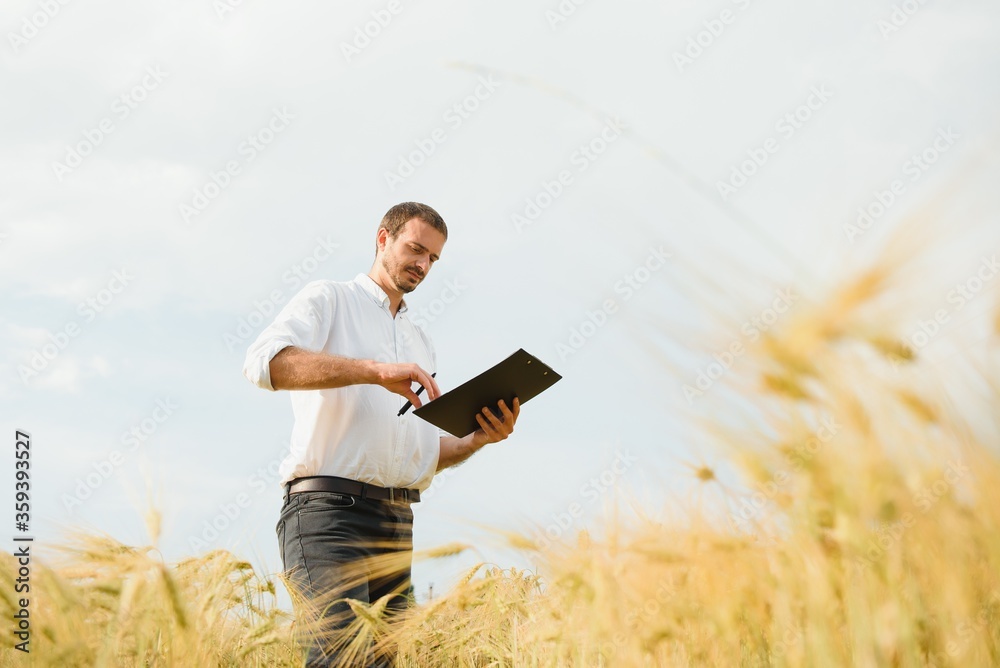 Agronomist farmer is inspecting ripening ears of wheat in field in warm summer sunset. Farm worker analyzing development of cereal crops. Agronomist farmer is inspecting ripening ears of wheat in field in warm summer sunset. Farm worker analyzing development of cereal crops.