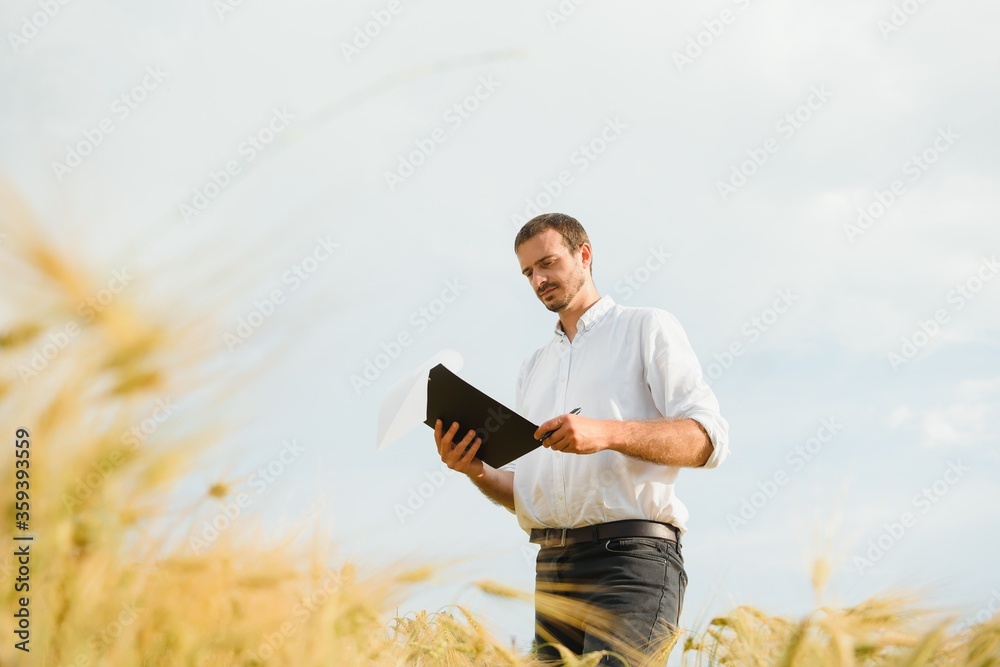 Wheat farmer and agronomist inspecting cereal crops quality in cultivated agricultural plantation field. Farm worker analyzing development of plants, selective focus. Wheat farmer and agronomist inspecting cereal crops quality in cultivated agricultural plantation field. Farm worker analyzing development of plants, selective focus.