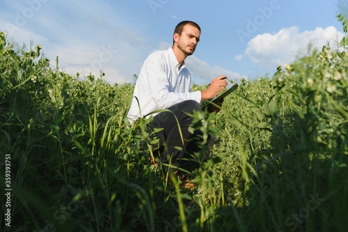 A young farmer inspects a field with green peas. Agribusiness concept.