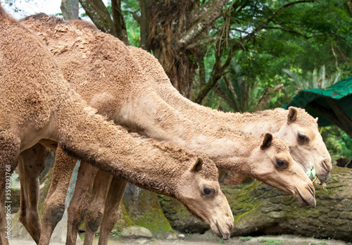 Three camels at Cisarua in Bogor, West Java, Indonesia. photo