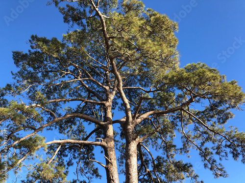 Casandra tree (legendary old tree )at Las Ninas Reservoir photo