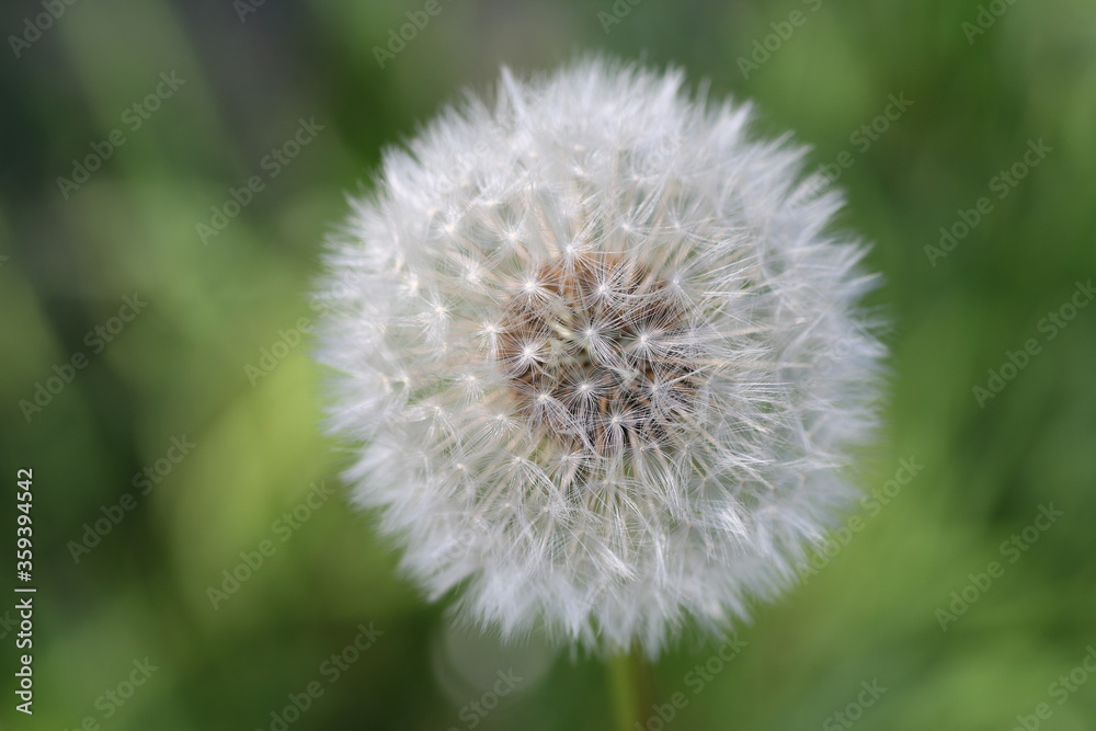 FLEUR DE PISSENLIT V1 FLEUR DE PISSENLIT V1