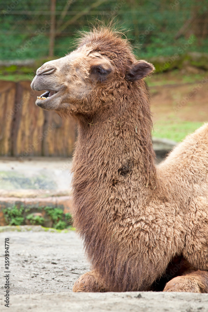 Obraz premium A camel at Cisarua in Bogor, West Java, Indonesia.