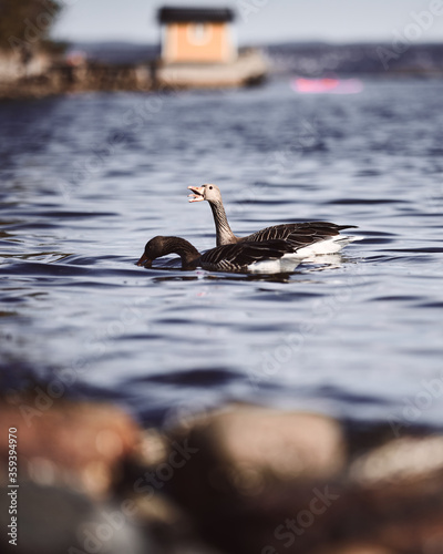 Photography High resolution photo of geese