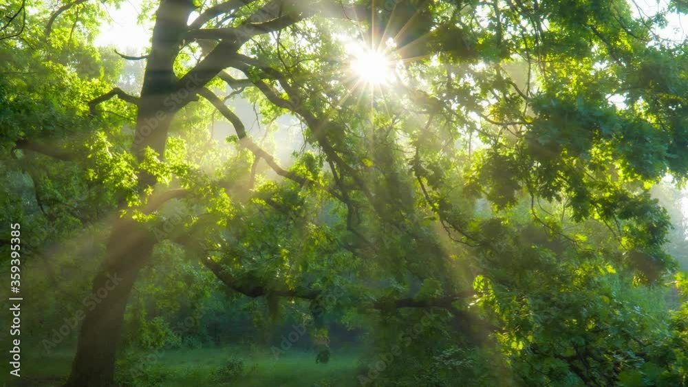 Sun rays emerging though the green tree branches. Magical forest with warm sunbeams illuminating green oak tree. Gimbal high quality shot