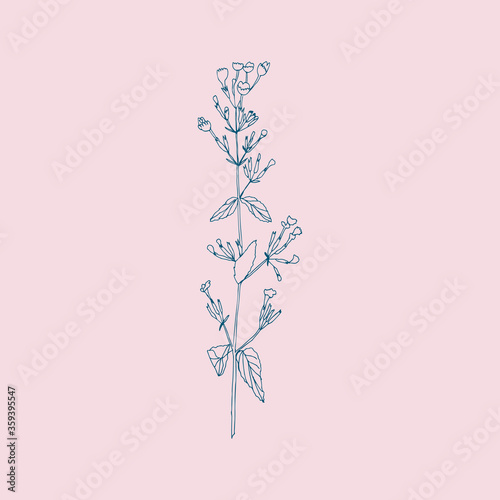 Flower hand drawn flat illustration. Botanical design elements. Vector sketch...