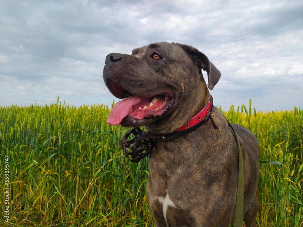 Beautiful smart mastiff dog on grass of wheat field