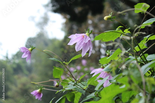 Beautiful pink color flowers in the garden.