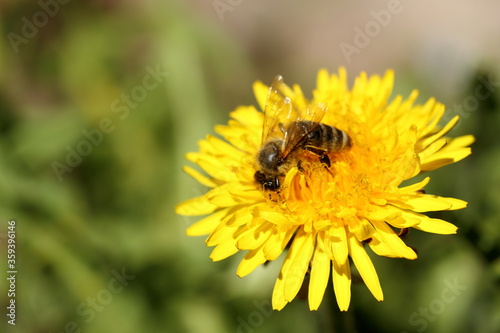 one honey bee is sitting on a dandelion flower