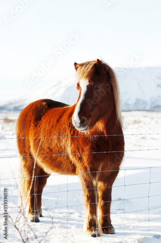 Icelandic Horse in Iceland Snowy Farm