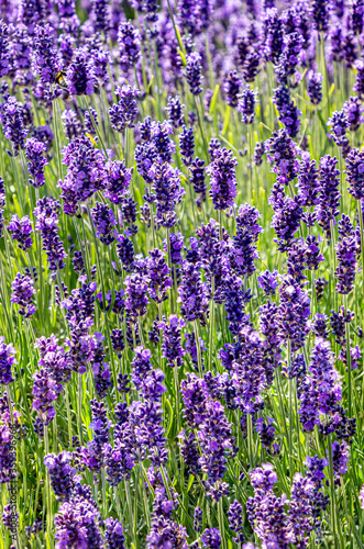 blooming lavender in field