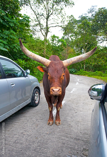 Ankole-Watusi cattle in Cisarua, Indonesia. photo