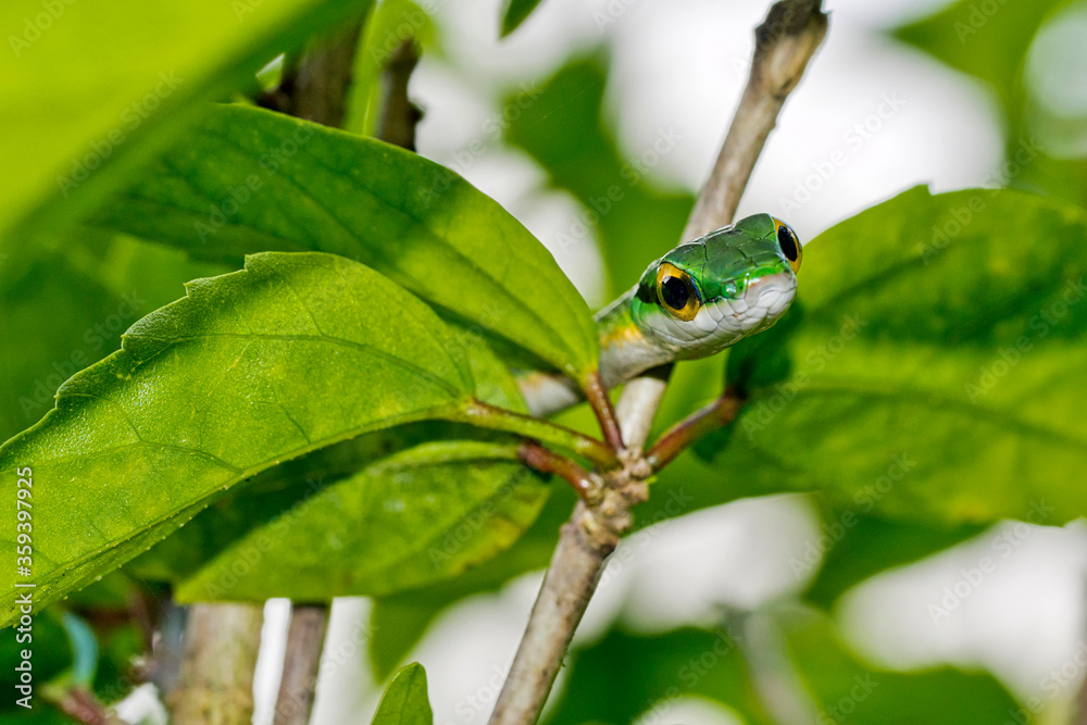 Parrot snake, Satiny Parrot Snake, Leptophis depressirostris, Tropical Rainforest, Corcovado National Park, Osa Conservation Area, Osa Peninsula, Costa Rica, Central America, America