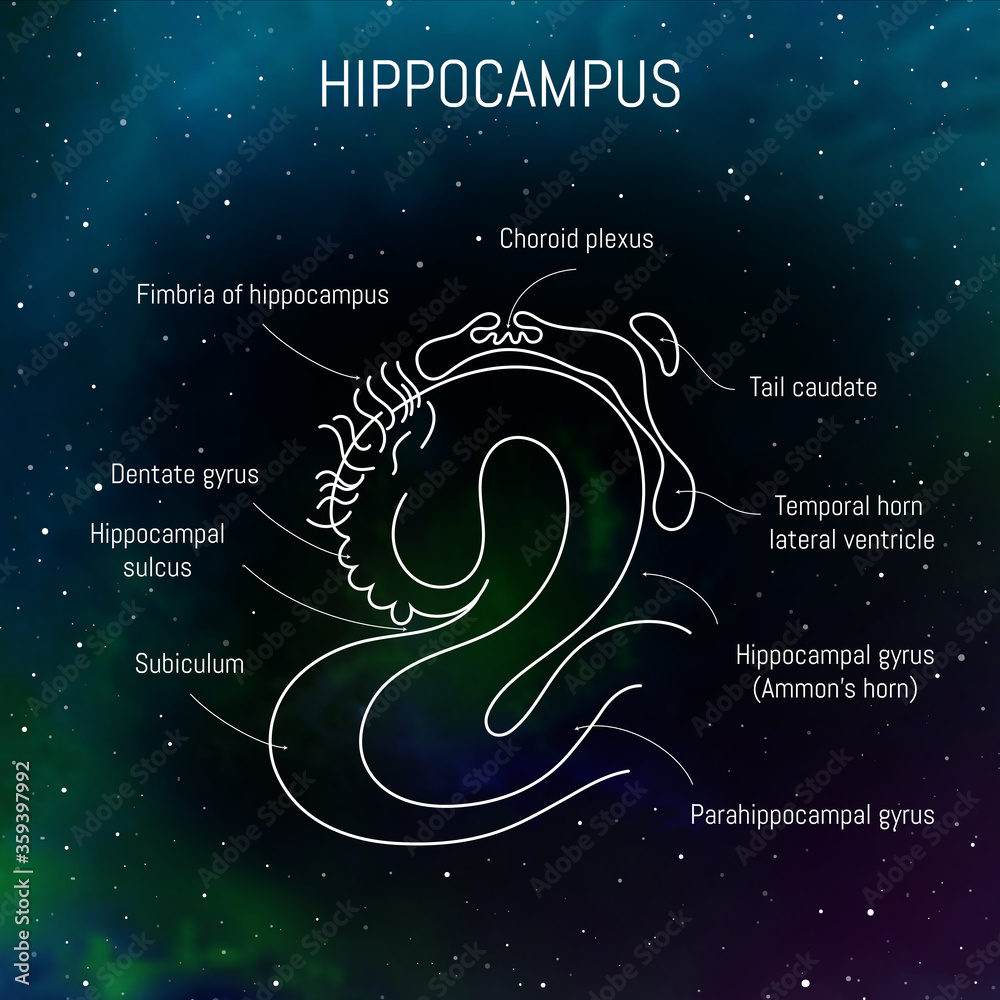 Hippocampus anatomy and structure. Neuroscience infographic on space ... Biology Diagrams