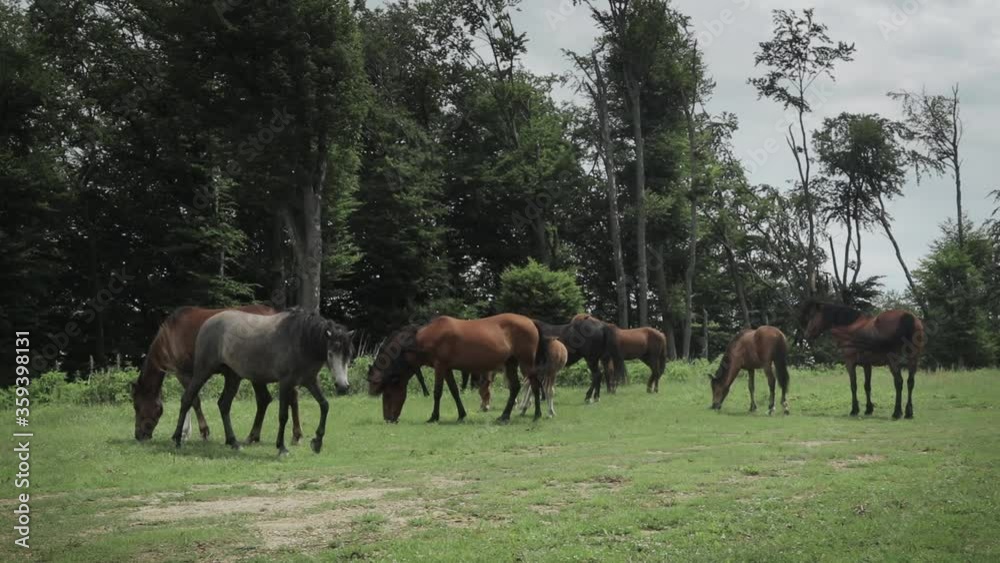 Free horses in the forest. Two horses walk toward the camera in slow motion Free horses in the forest. Two horses walk toward the camera in slow motion