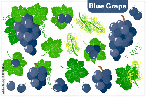 Set of vector cartoon illustrations with Blue Grape exotic fruits isolated on white background