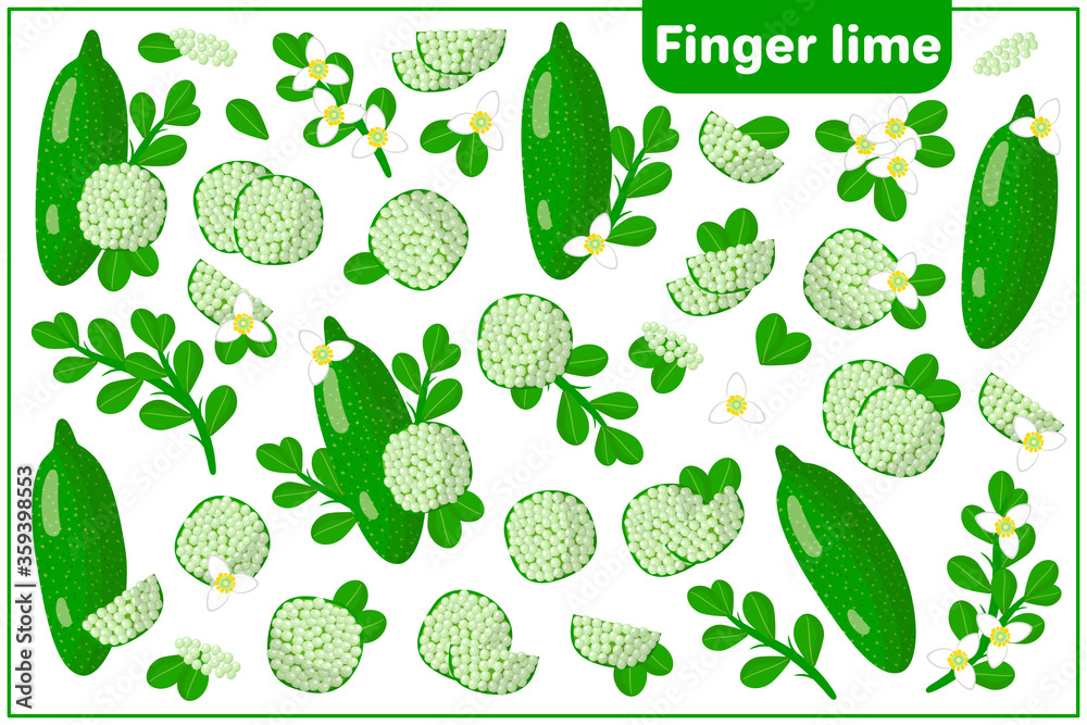 Set of vector cartoon illustrations with Finger lime exotic fruits, flowers and leaves isolated on white background