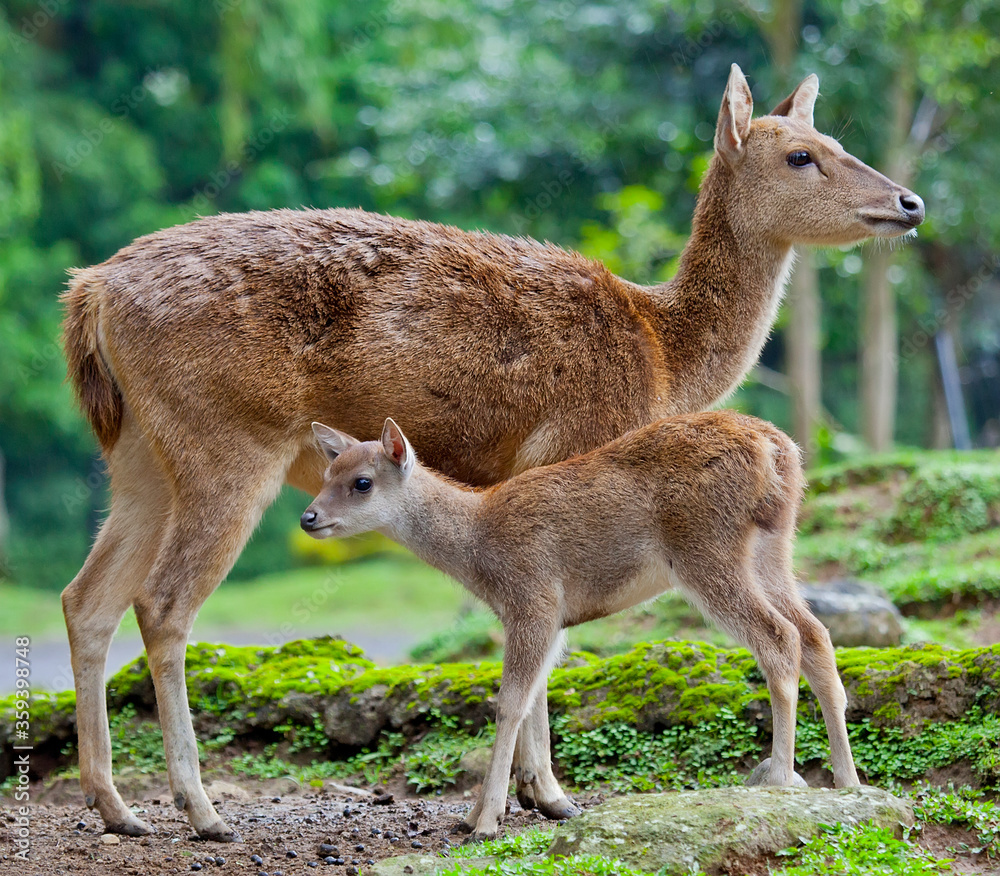 A mother deer caring for it's young fawn. A mother deer caring for it's young fawn.