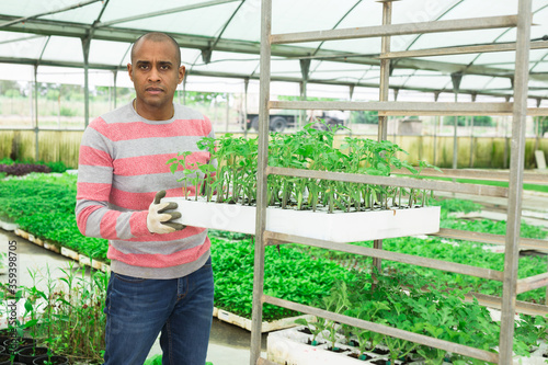 Latina man stacking crates with seedlings in greenhouse
