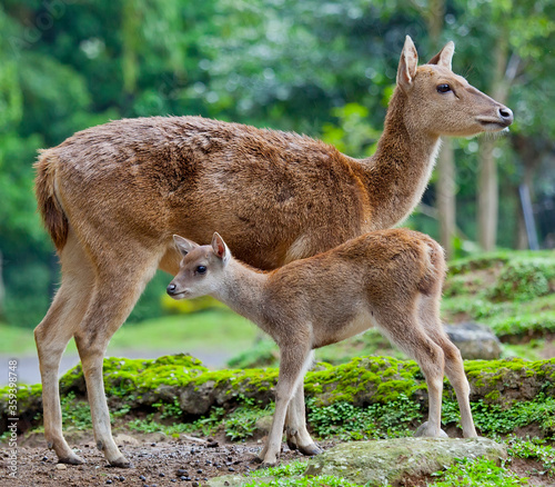 A mother deer caring for it's young fawn.