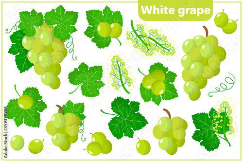 Set of vector cartoon illustrations with White Grape exotic fruits isolated on white background