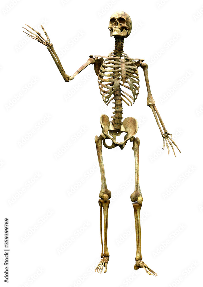 3D Rendering Human Skeleton on White 3D Rendering Human Skeleton on White