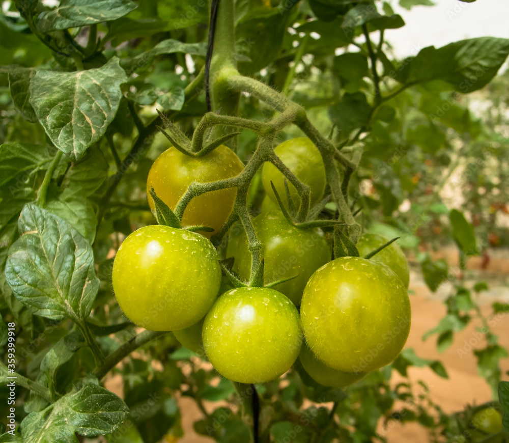 Green cherry tomatoes growing in the net house. Green cherry tomatoes growing in the net house.