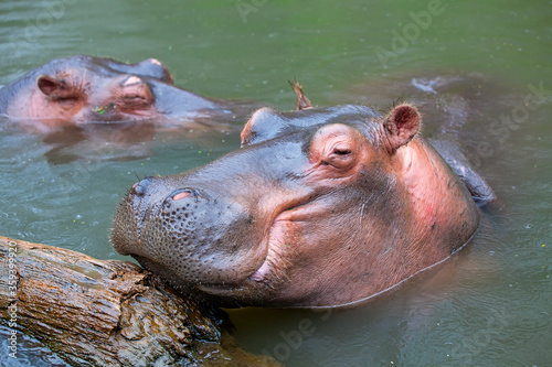 A hippopotamus submerged in a lake.