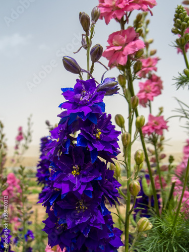 Consolida ajacis (syn. Consolida ambigua, Delphinium ajacis, Delphinium ambiguum, doubtful knight's spur, rocket larkspur) is an annual flowering plant of the family Ranunculaceae native to Eurasia. photo