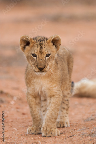 Vertical portrait of a lion cub standing and looking alert in Kruger Park © stuporter
