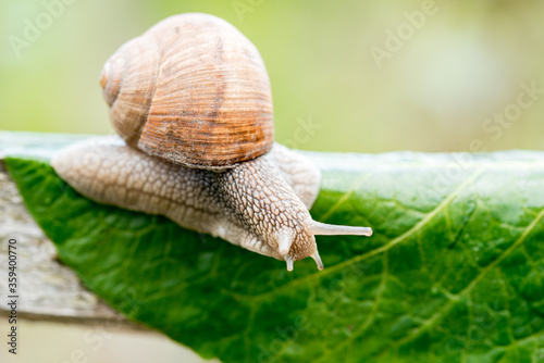 Close-up of burgundy snail walking on the leaf,Roman snail, edible snail or escargot.Speed concept. February 26 Day of slowness. August 17 is the day of awakened snails