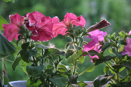 Wallpaper Mural Colorful multiflora petunias Torontodigital.ca